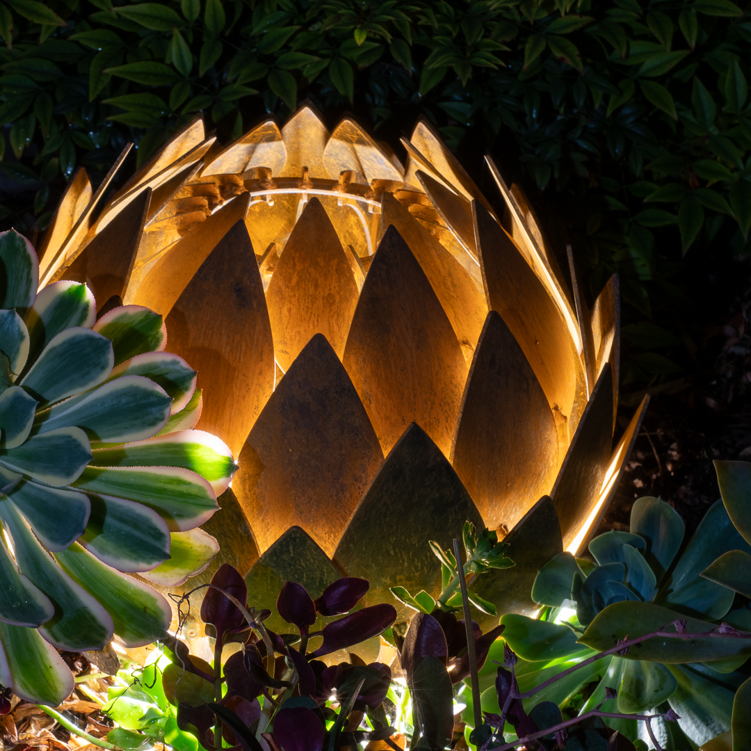 Protea